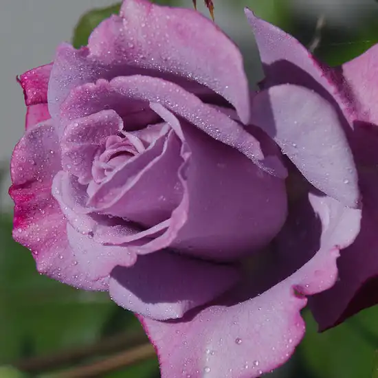 Violet - Trandafiri - Weksmopur - 